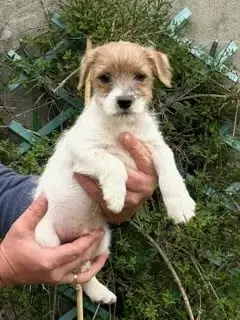 Parson Russell Terrier  Bradway Van Beck Des Folie'S  2d016