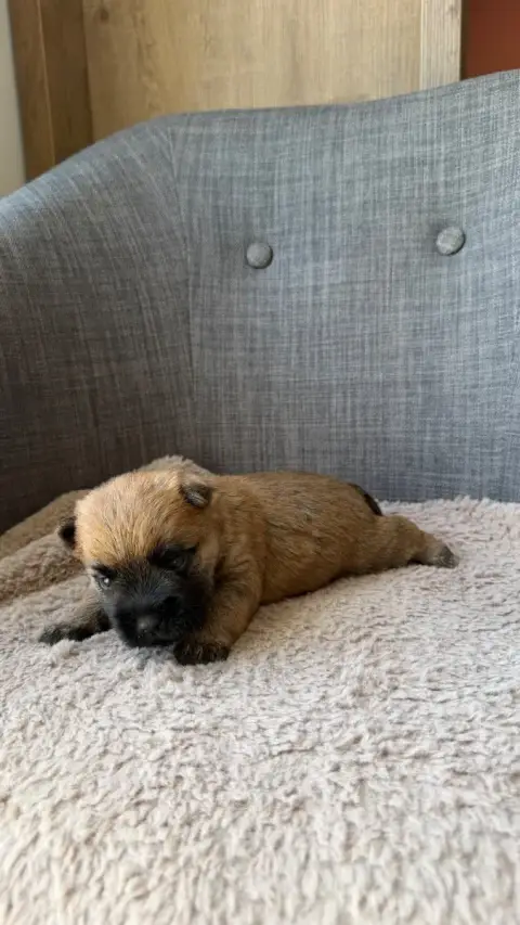 Cairn Terrier  Chiot 5 Du Banc Des Hermelles photo 2