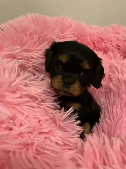 Cavalier King Charles Spaniel  Chiot N°1 Du Mont D'Am b50b5 photo 2