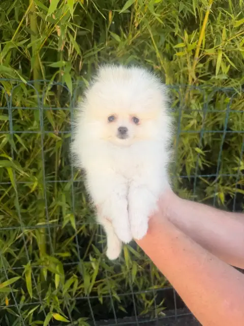 Spitz Allemand  Besty Au Royaume Des B