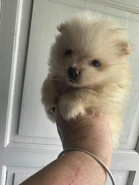 Spitz Allemand  Chiot 4 Des Dunes De Keremma