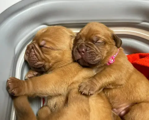 Dogue De Bordeaux  Rose Des Sources Precieuses photo 3