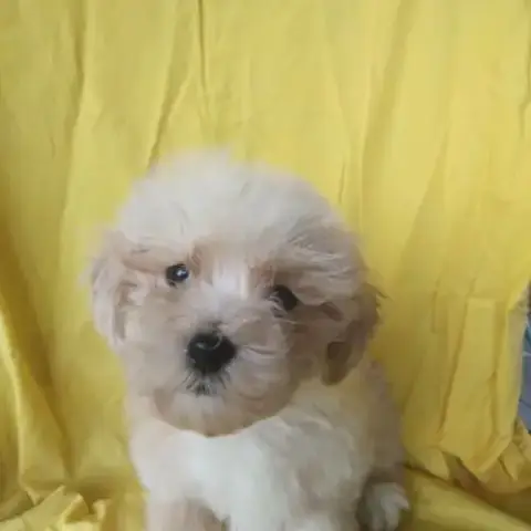 Bichon Havanais