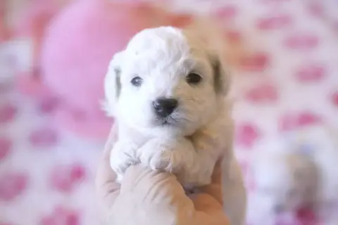 Bichon Frise  Batman De La Felhotte