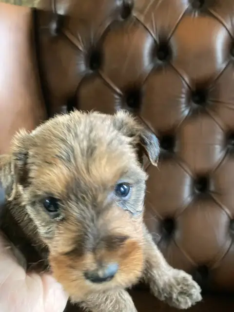 Irish Terrier  Ballantine photo 2