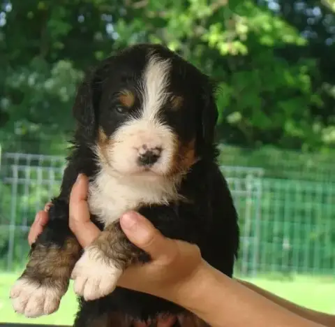 Bouvier Bernois  Chiot 6 Du Royaume Des Reves
