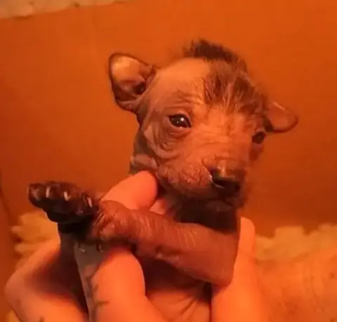 Chien Nu Mexicain  Besame Mucho Oneirataxia photo 2
