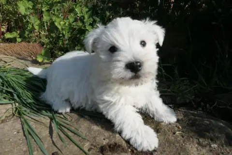 West Highland White Terrier  Chiot N°3 De La Paix Ret 4ddf6 photo 3