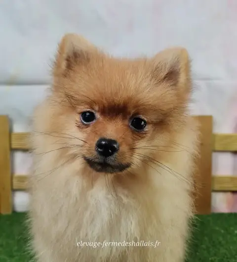 Spitz Allemand  Annabelle Du Mont De La Chenaie
