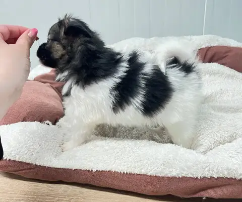 Epagneul Nain Continental (Papillon)  Bella De L'Epop 00586