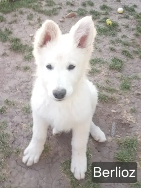 Berger Blanc Suisse  Berlioz De La Légende Boréale