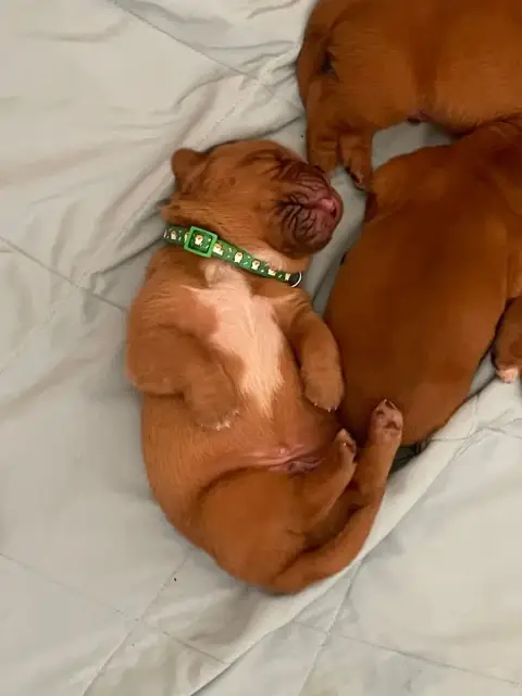 Dogue De Bordeaux  Vert Des Sources Precieuses photo 2