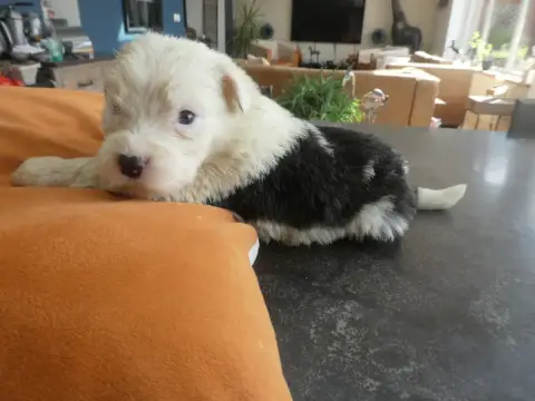 Bobtail  Chiot N°5 Of Mary People photo 3