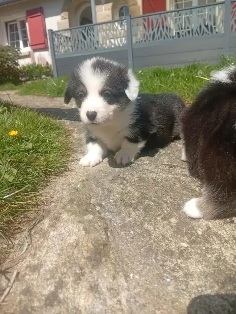 Welsh Corgi Pembroke  Chiot N°3 Du Regard De Bianca 00d41 photo 3