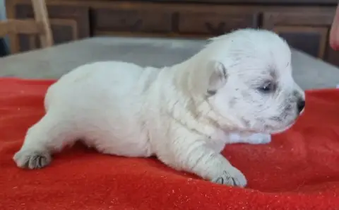 West Highland White Terrier  Chiot N°1 Des Hirondelle e2c7a photo 3