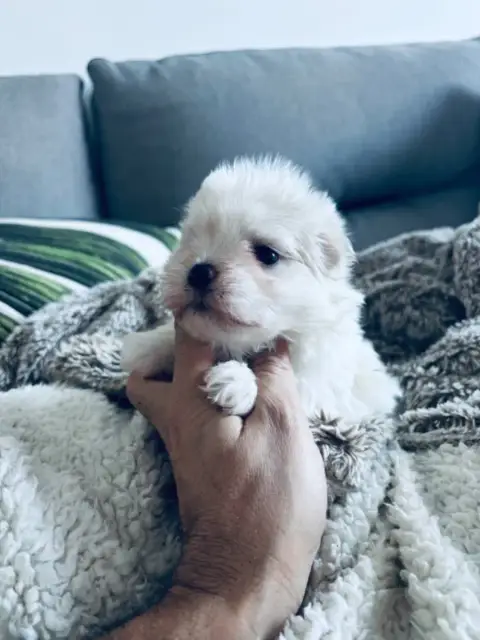 Bichon Maltais  Chiot 1 Jet Set'S Blue Star photo 2