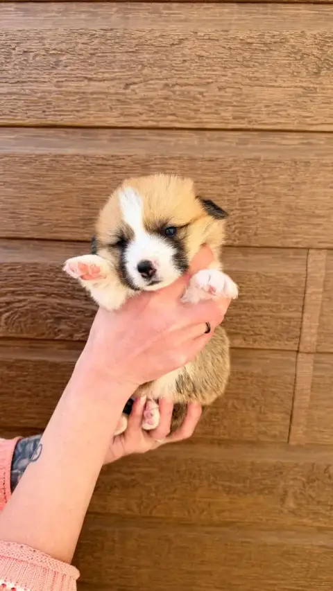 Welsh Corgi Pembroke  Chiot N°3 Des Anges D'Héra photo 3