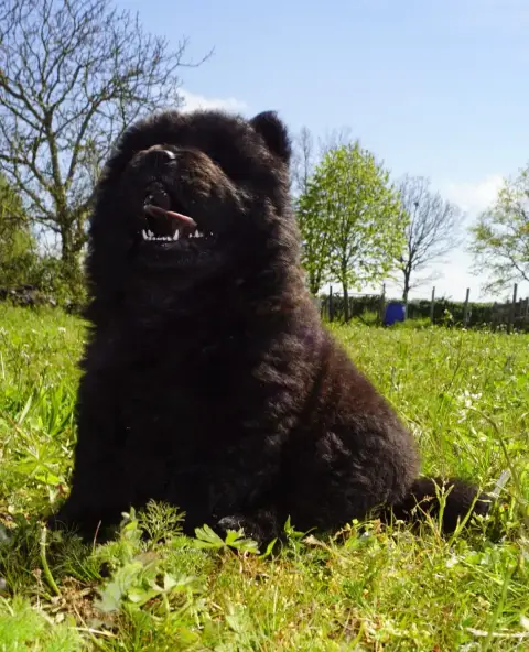 Chow Chow  Bonnie Des Bambous De Shunan photo 3