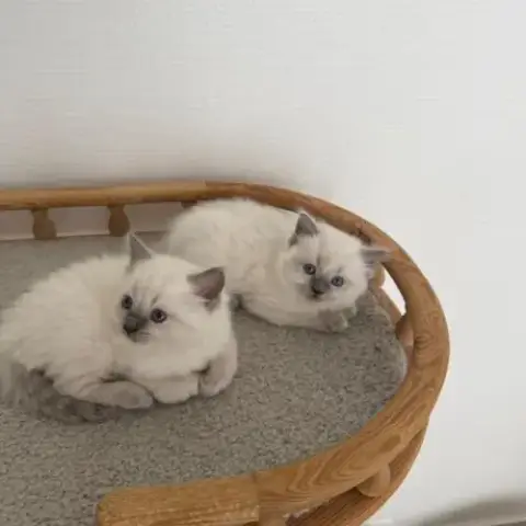 Chaton Ragdoll Blue Point