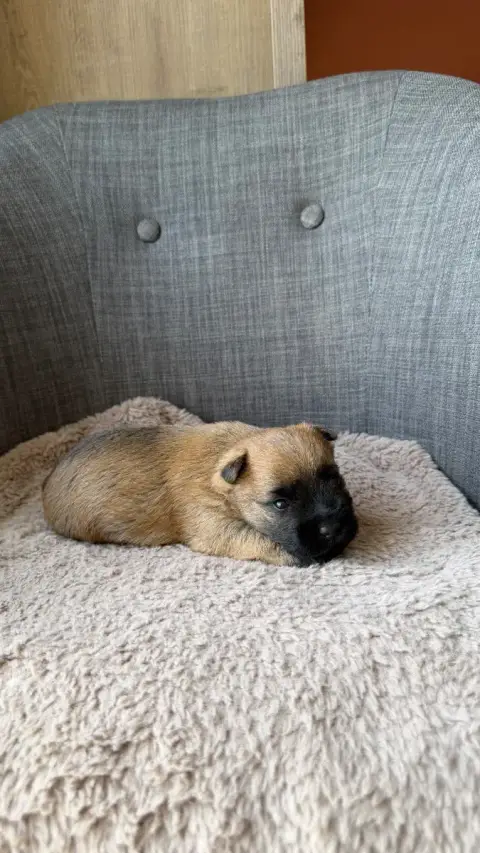 Cairn Terrier  Chiot 7 Du Banc Des Hermelles
