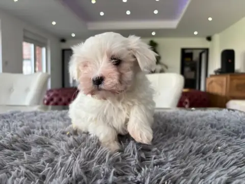 Bichon Maltais  Chiot N°2 Du Domaine De L'Écaillon