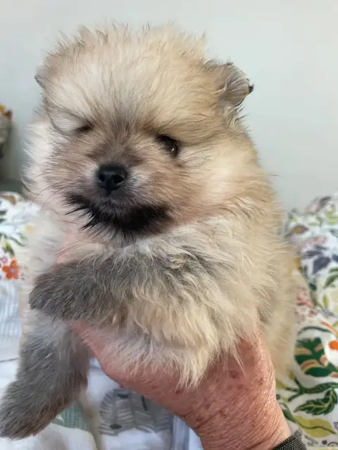 Spitz Allemand  Chiot 1 Des Minis Bouts photo 2