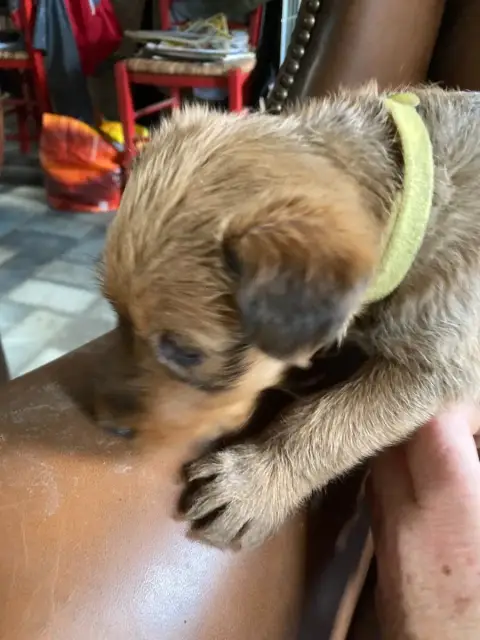 Irish Terrier  Bagatelle
