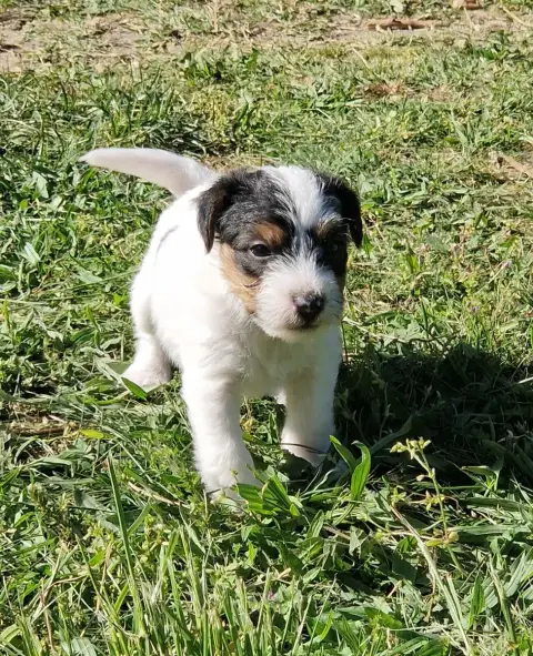 Parson Russell Terrier  B'Shikoba De La Tribu De Kitc 63dee photo 2