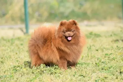 Spitz Allemand  Akela De La Combe Des Bruyères photo 2
