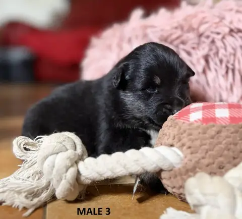 Chien Finnois De Laponie photo 2