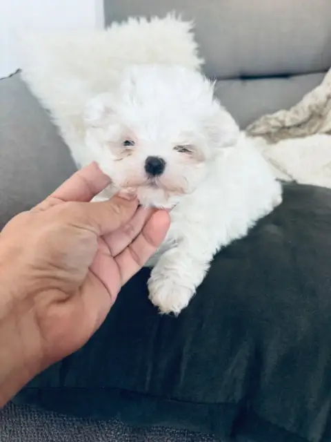 Bichon Maltais  Chiot N°3 Jet Set'S Blue Star