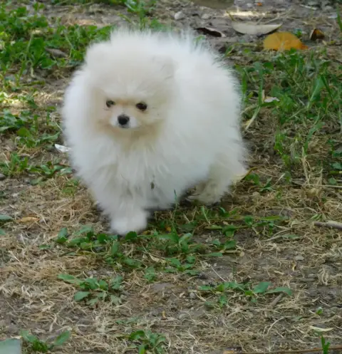 Spitz Allemand  Bimbo Des Spitzsous De Chato