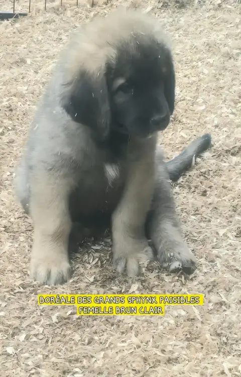 Leonberger  Chiot N°4 Grands Sphynx Paisibles