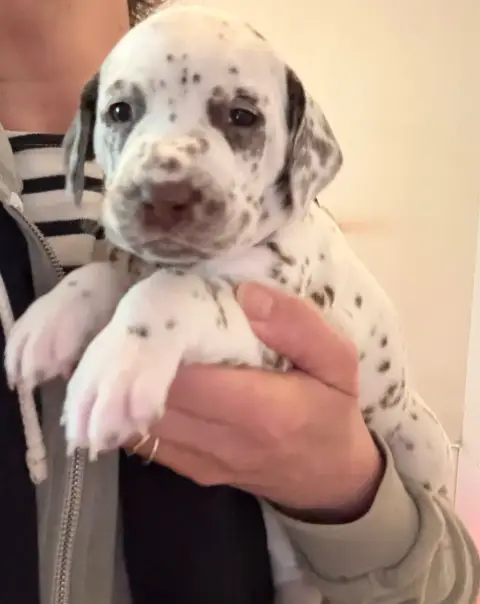 Dalmatien  Chiot 5 photo 2