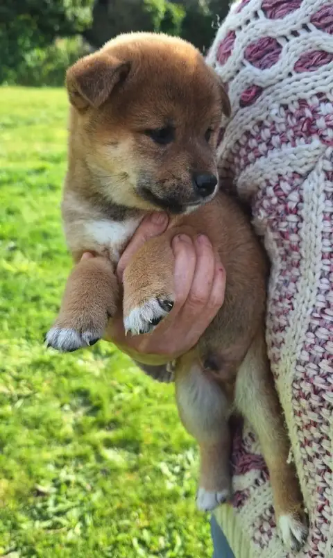 Shiba  Chiot N°5 Du Sceau-