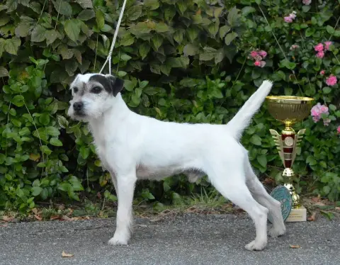 Parson Russell Terrier photo 3
