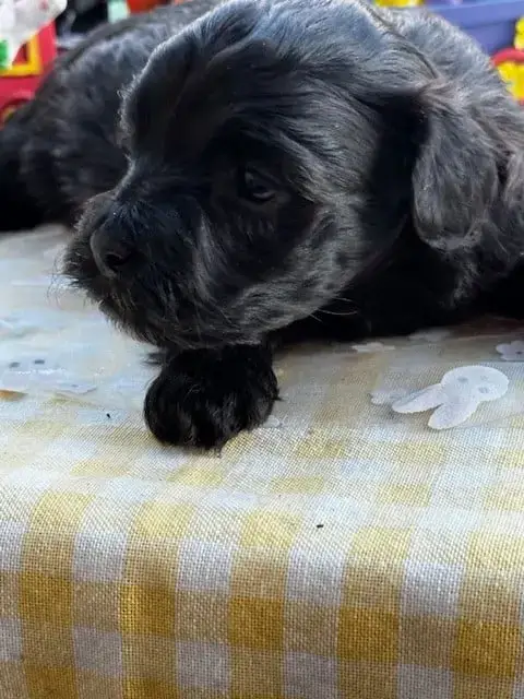 Bichon Havanais  Black Pearl Del Rey Rakashi photo 2