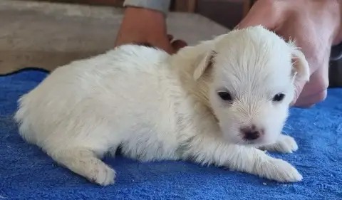 Coton De Tulear  Chiot N°2 Des Hirondelles Du Voyage b2b01