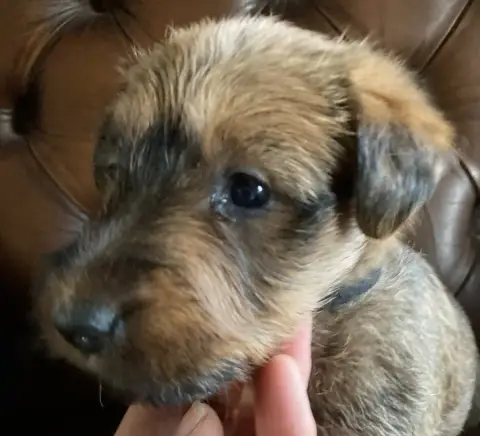 Irish Terrier  Banshee