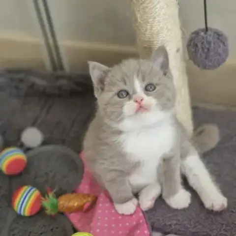 Chatons Scottish Straight