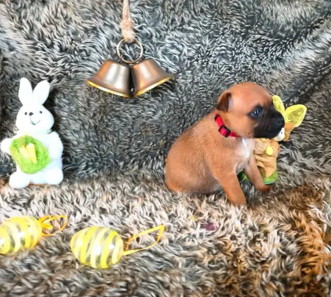 Staffordshire Bull Terrier  Chiot N°7 Of Secret'S Sou db3e9 photo 2