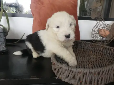 Bobtail  Chiot N°6 Of Mary People