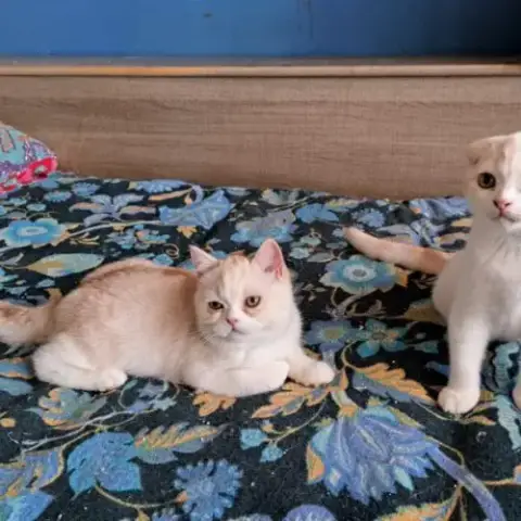 2 Chatons Scottish Fold Et Scottish Straight