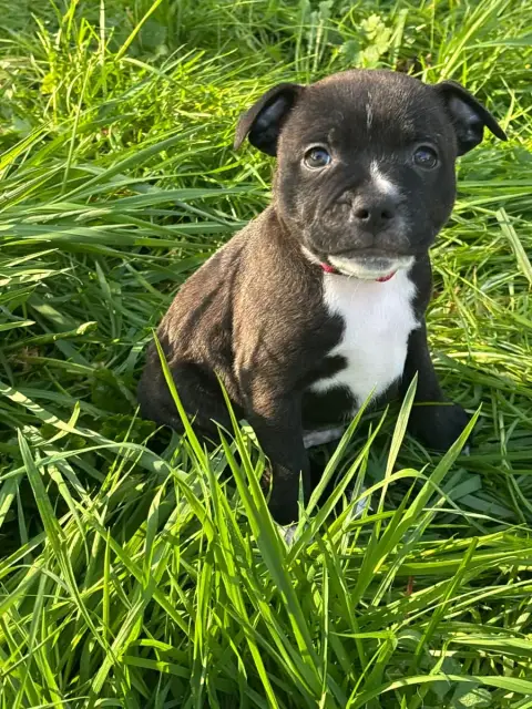 Staffordshire Bull Terrier  Bloom Des Empereurs De L' b784e