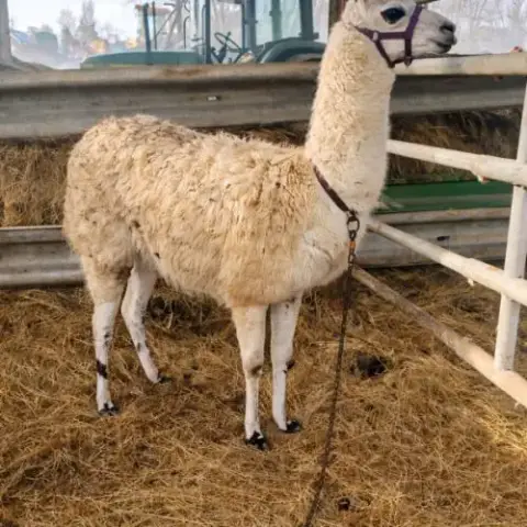 Très Beau Lama Mâle De 9 Ans