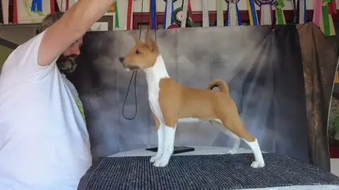 Basenji  Bloom Du Grand Cèdre Bleu