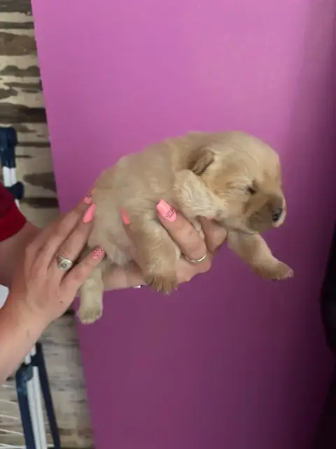 Chow Chow  B..... Du Domaine Des Grosses Papattes