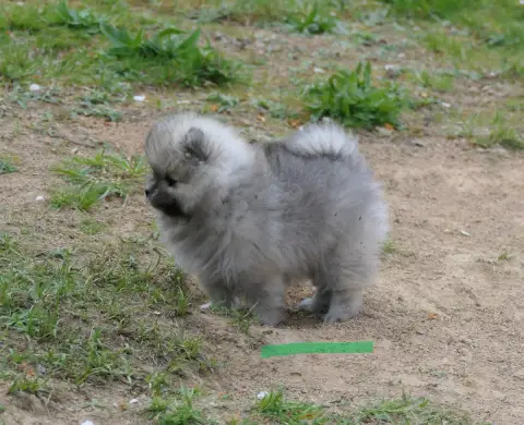 Spitz Allemand  Chiot Vert Des Brimbelles photo 2