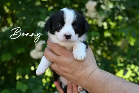 Welsh Corgi Cardigan  Bonny Of Arcadia’S Dream