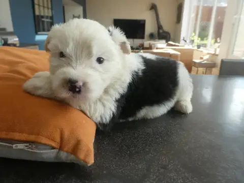 Bobtail  Chiot N°2 Of Mary People photo 2